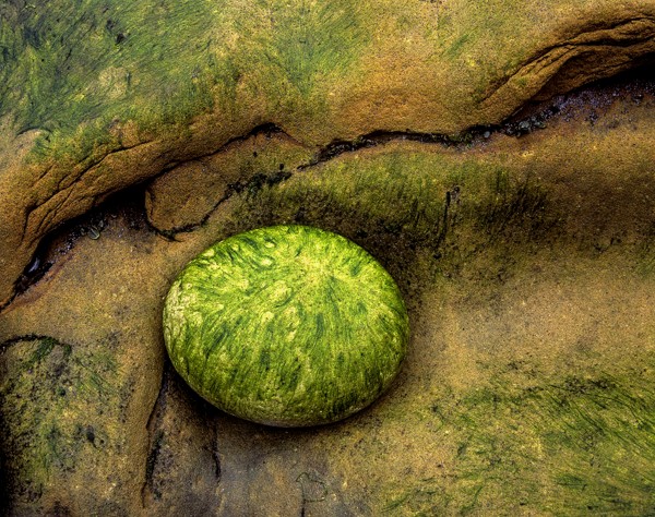 Sandstone and Seaweed